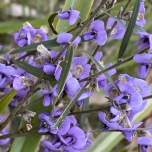 Hovea heterophylla at Watson, ACT - 22 Aug 2022