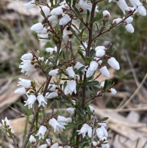 Cryptandra amara at Watson, ACT - 22 Aug 2022