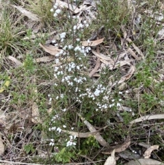 Cryptandra amara at Watson, ACT - 22 Aug 2022