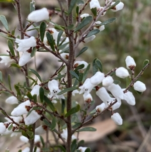 Cryptandra amara at Watson, ACT - 22 Aug 2022