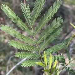 Acacia decurrens (Green Wattle) at Mount Majura - 22 Aug 2022 by SteveBorkowskis