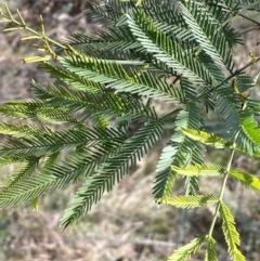 Acacia decurrens at Watson, ACT - 22 Aug 2022