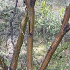 Acacia decurrens at Watson, ACT - 22 Aug 2022