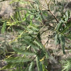 Acacia decurrens at Watson, ACT - 22 Aug 2022