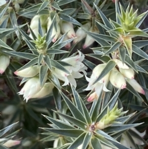 Melichrus urceolatus at Watson, ACT - 22 Aug 2022