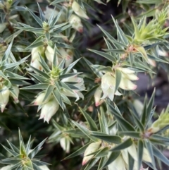 Melichrus urceolatus at Watson, ACT - 22 Aug 2022