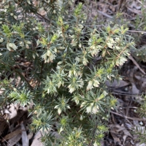 Melichrus urceolatus at Watson, ACT - 22 Aug 2022