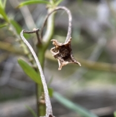 Solanum linearifolium at Watson, ACT - 22 Aug 2022 11:39 AM