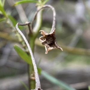 Solanum linearifolium at Watson, ACT - 22 Aug 2022