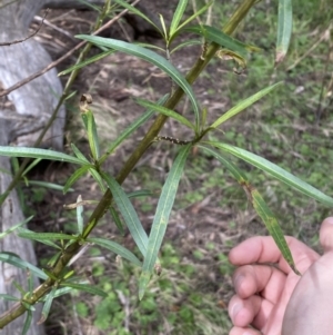 Solanum linearifolium at Watson, ACT - 22 Aug 2022