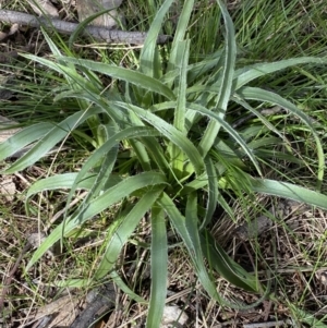 Luzula sp. at Watson, ACT - 22 Aug 2022 11:34 AM