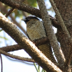 Eudynamys orientalis (Pacific Koel) at Narooma, NSW - 9 Oct 2020 by Birdy