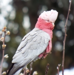 Eolophus roseicapilla (Galah) at Jerrabomberra, NSW - 19 Aug 2022 by Karp