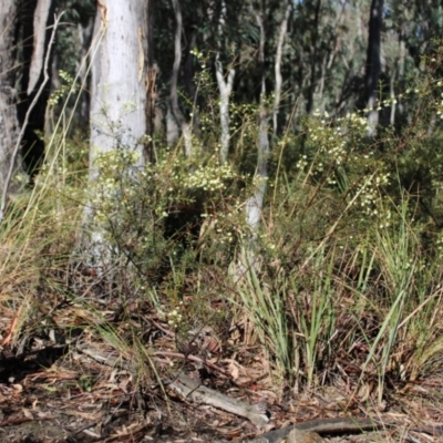 Acacia genistifolia (Early Wattle) at Black Mountain - 6 Aug 2022 by Tapirlord