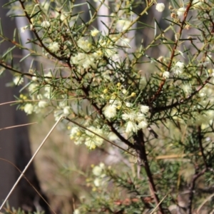 Acacia genistifolia at Bruce, ACT - 6 Aug 2022 02:23 PM