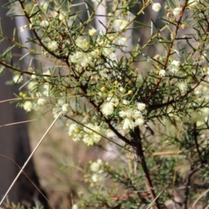 Acacia genistifolia at Bruce, ACT - 6 Aug 2022