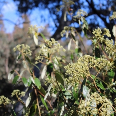 Pomaderris intermedia (Golden Pomaderris) at Molonglo Valley, ACT - 6 Aug 2022 by Tapirlord