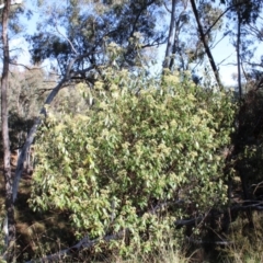 Pomaderris intermedia at Molonglo Valley, ACT - 6 Aug 2022