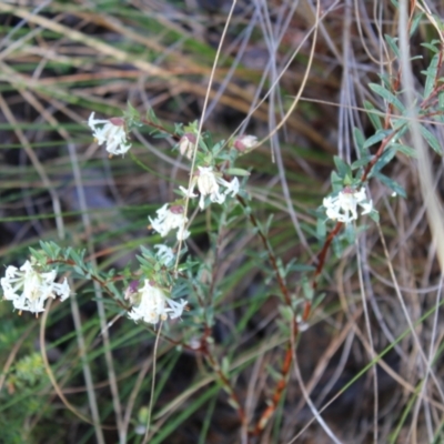 Pimelea linifolia subsp. linifolia (Queen of the Bush, Slender Rice-flower) at Black Mountain - 6 Aug 2022 by Tapirlord