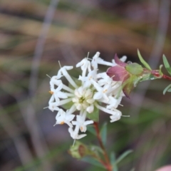 Pimelea linifolia subsp. linifolia at Molonglo Valley, ACT - 6 Aug 2022