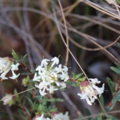 Pimelea linifolia subsp. linifolia at Molonglo Valley, ACT - 6 Aug 2022