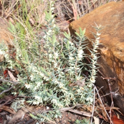 Melichrus urceolatus (Urn Heath) at Yarralumla, ACT - 6 Aug 2022 by Tapirlord