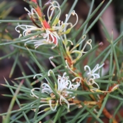 Hakea decurrens subsp. decurrens (Bushy Needlewood) at Black Mountain - 6 Aug 2022 by Tapirlord