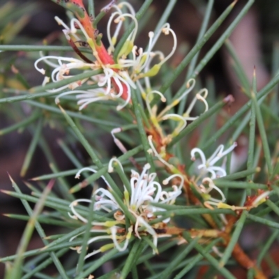 Hakea decurrens subsp. decurrens (Bushy Needlewood) at Black Mountain - 6 Aug 2022 by Tapirlord