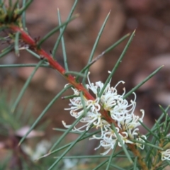 Hakea decurrens subsp. decurrens at Yarralumla, ACT - 6 Aug 2022 03:03 PM