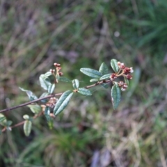 Pomaderris intermedia (Golden Pomaderris) at Acton, ACT - 6 Aug 2022 by Tapirlord