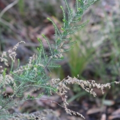 Cassinia sifton (Sifton Bush, Chinese Shrub) at Acton, ACT - 6 Aug 2022 by Tapirlord