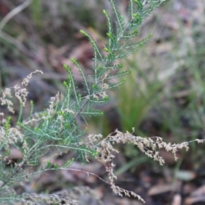 Cassinia sifton at Acton, ACT - 6 Aug 2022