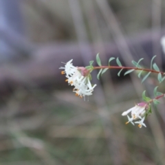 Pimelea linifolia subsp. linifolia (Queen of the Bush, Slender Rice-flower) at ANBG South Annex - 6 Aug 2022 by Tapirlord