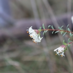 Pimelea linifolia subsp. linifolia (Queen of the Bush, Slender Rice-flower) at Acton, ACT - 6 Aug 2022 by Tapirlord