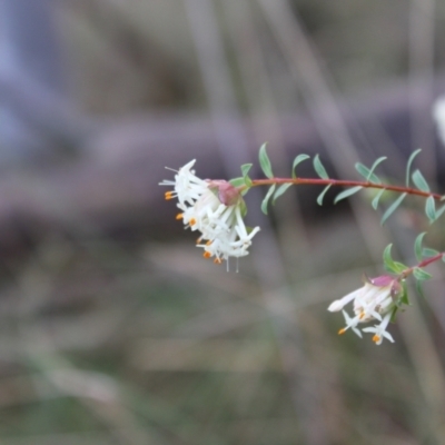 Pimelea linifolia subsp. linifolia (Queen of the Bush, Slender Rice-flower) at ANBG South Annex - 6 Aug 2022 by Tapirlord