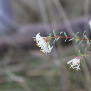 Pimelea linifolia subsp. linifolia at Acton, ACT - 6 Aug 2022