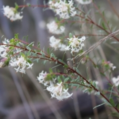 Pimelea linifolia subsp. linifolia at Acton, ACT - 6 Aug 2022