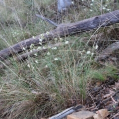 Pimelea linifolia subsp. linifolia at Acton, ACT - 6 Aug 2022