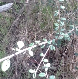 Cotoneaster pannosus at Watson, ACT - 22 Aug 2022