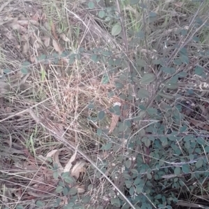 Cotoneaster pannosus at Watson, ACT - 22 Aug 2022 10:47 AM