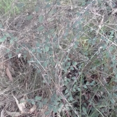 Cotoneaster pannosus at Watson, ACT - 22 Aug 2022 10:47 AM