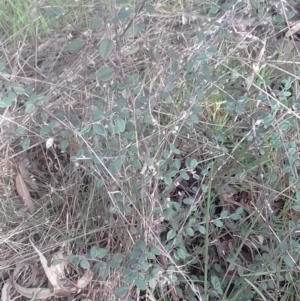 Cotoneaster pannosus at Watson, ACT - 22 Aug 2022