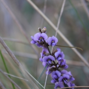 Hovea heterophylla at Acton, ACT - 6 Aug 2022