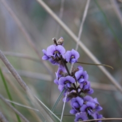Hovea heterophylla (Common Hovea) at ANBG South Annex - 6 Aug 2022 by Tapirlord