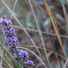 Hovea heterophylla at Acton, ACT - 6 Aug 2022 03:50 PM