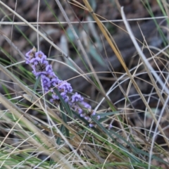 Hovea heterophylla at Acton, ACT - 6 Aug 2022 03:50 PM