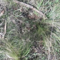 Nassella trichotoma at Watson, ACT - 22 Aug 2022 11:03 AM