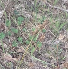 Juncus sp. (A Rush) at Mount Majura - 22 Aug 2022 by abread111