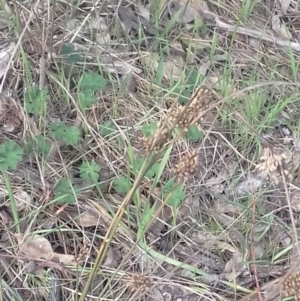 Juncus sp. at Watson, ACT - 22 Aug 2022