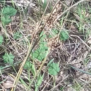 Juncus sp. at Watson, ACT - 22 Aug 2022